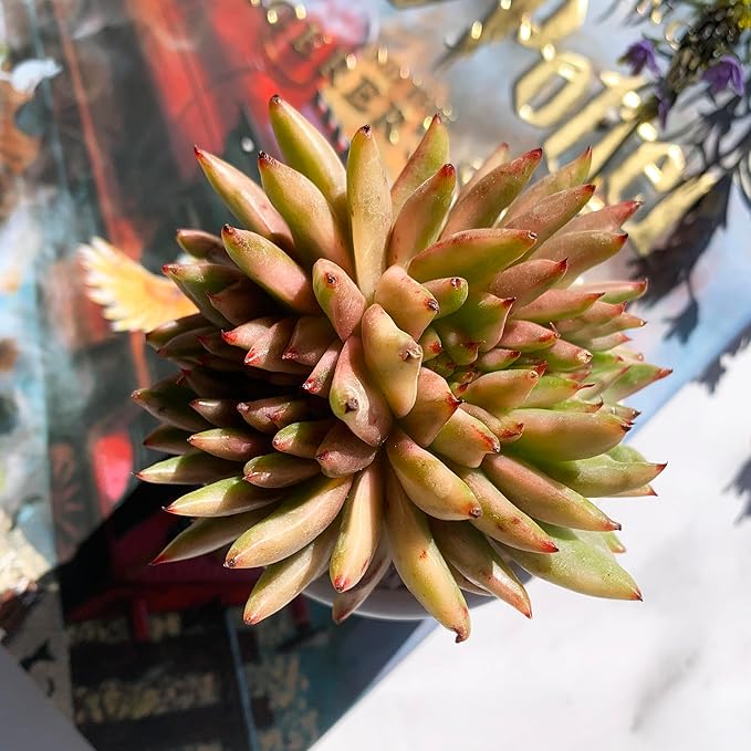 Echeveria Ek Soul Variegated Crested Rare Live Succulent Plants, 3.5" Bare Root Without Pot & Soil, Garden Indoor Office Desk Baby Shower Decoration, Friend Plant Lovers Gifts