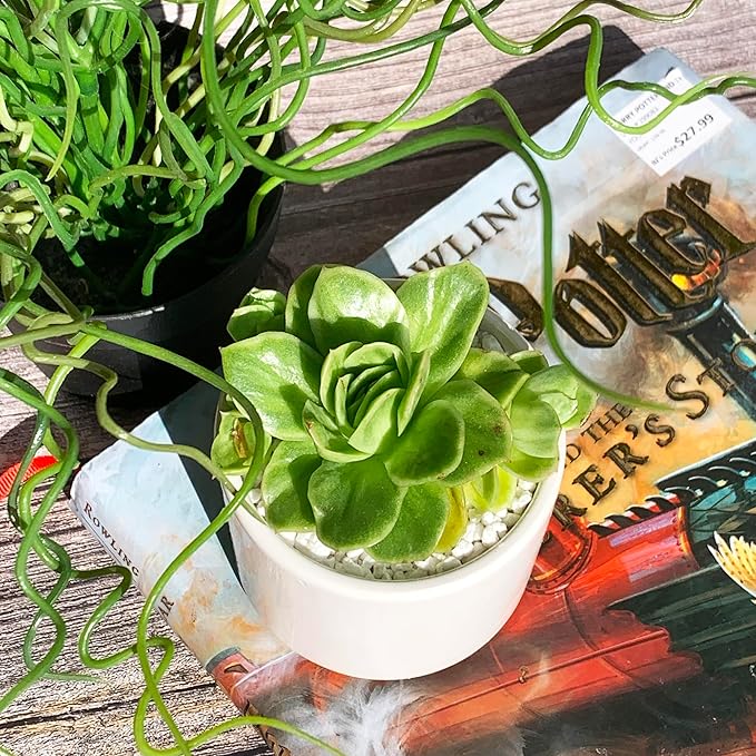 Echeveria Ice Rose Variegated Rare Live Succulent Plants, 1 Head 2.5" Green, Bare Root Without Pot & Soil, Garden Indoor Office Desk Baby Shower Decoration, Friend Plant Lovers Gifts