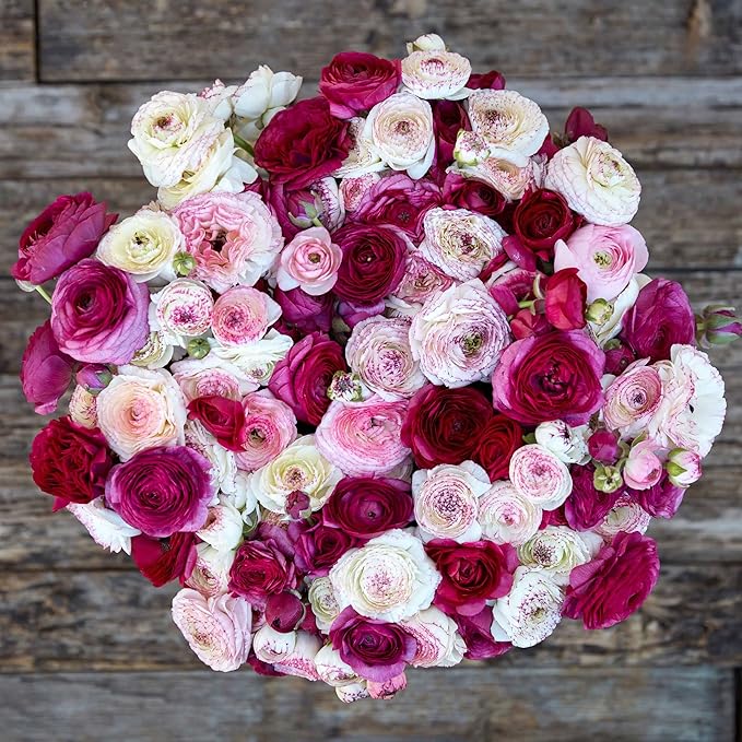 Eden Brothers Ranunculus Bulbs - Crushed Berry Mix