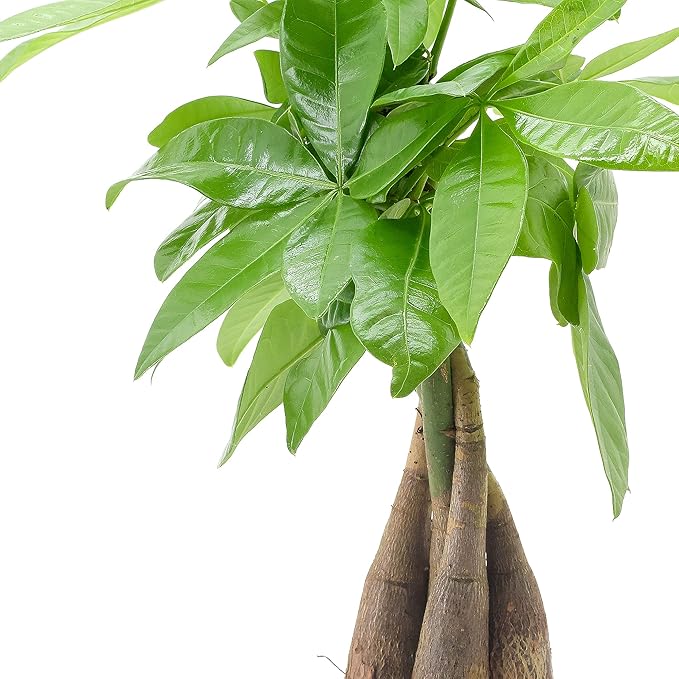LV50 Money Tree, Live Indoor Plant in Tropico Leaf Ceramic Planter for Home, Work, or Gift, Green