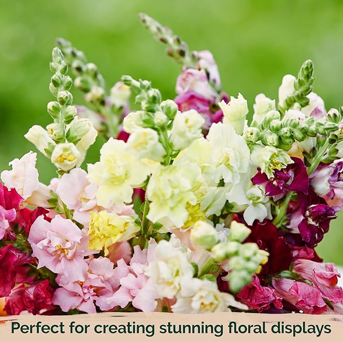 KVITER 1,500 Tetra Mix Snapdragon seeds (Antirrhinum Majus) – Heirloom & Organic Tall Snap Dragon Mix, Annual Flower Garden seeds, Cut Flower Seeds for Planting – Ideal for Outdoor Garden & Containers