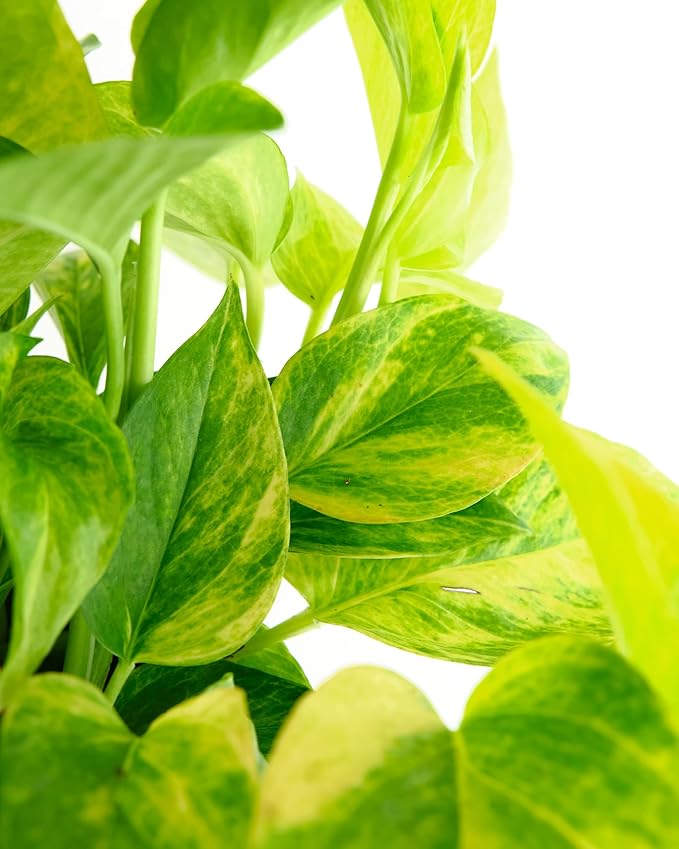 Shop Succulents Pothos Neon Queen, Live Indoor Plant, Low Maintenance Houseplant with Vibrant Neon Green and White Variegated Leaves, Ideal for Home Decor, Office Plant, 6 Inch Nursery Pot
