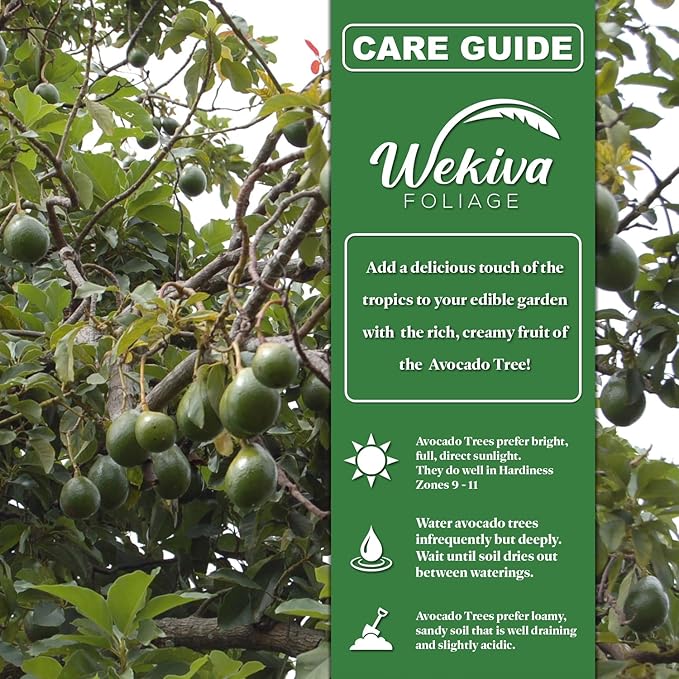 Utuado Avocado Tree - Grafted - Live Plant in a 3 Gallon Growers Pot - Persea Americana - Beautiful Edible Fruit Bearing Tree for Patio and Garden