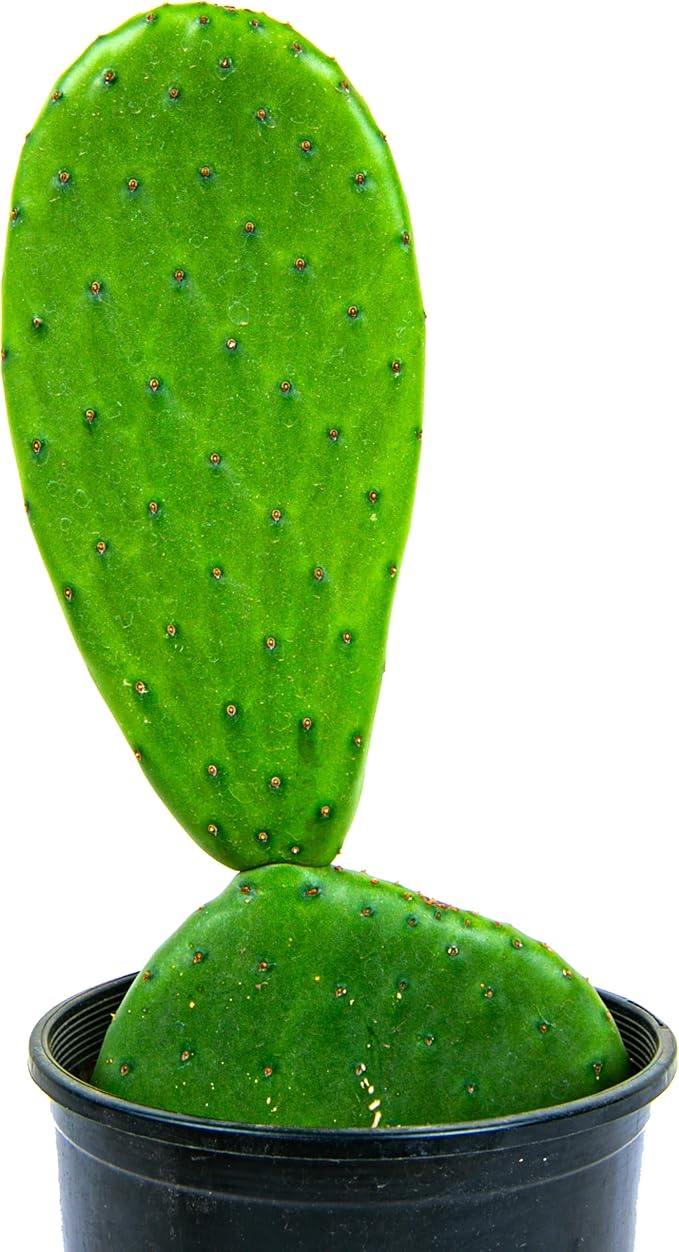 Cactus Outlet - Nopal Prickly Pear Cactus Plants Live - Live Cactus Plants - Nopal Cactus Plant Live - Prickly Pear Plant Live - Landscape Ready Cactus Plants Live Delivered Right to Your Door