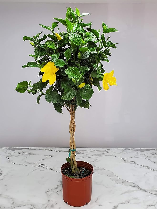 Braided Hibiscus Live Tree - Yellow Ft. Myers - Overall Height 38" to 44" - Tropical Plants of Florida (Plant Only)