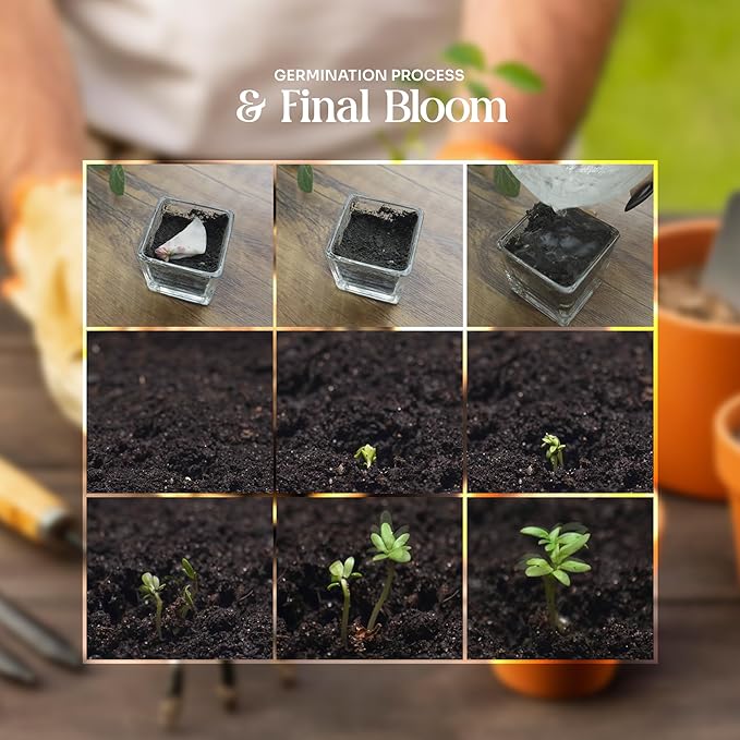 Plantable Onesie Seed Paper – 5 Protea Baby Shower Favors for Guests with Wildflower Seeds, Baby Shower Gifts for Guest