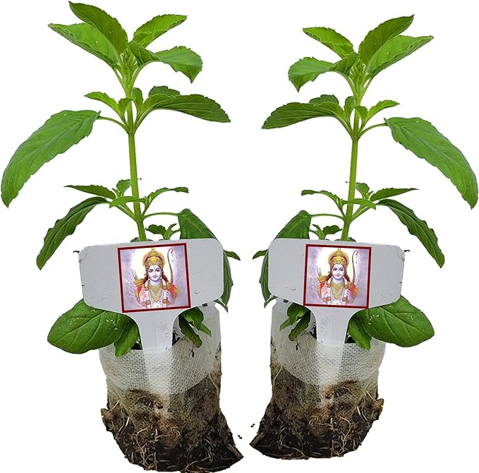 Generic Two Live Rama Tulsi for Friend and You. Holy Basil Plants. Fragrant, Fresh, Edible. Easy Grow. Indoor/Outdoor. (2 Rama Tulsi in Sac)