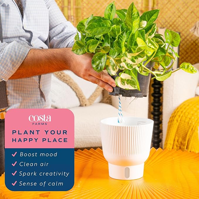 Costa Farms Lemon Meringue Pothos Live Plant in Self Watering Pot, Indoor Houseplant, Perfect for Home, Room, or Office Decor, Great House Warming or Birthday Gift, 10-12 Inches Tall