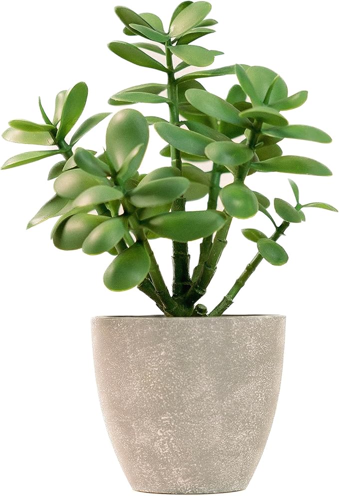 365 Blooming Decor Artificial Jade Plant 12 inch in Gray Pot for Home, Office Decor, Money Tree, Crassula ovata (Gray Pot, 12 inch)
