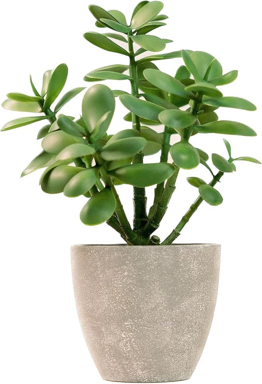 365 Blooming Decor Artificial Jade Plant 12 inch in Gray Pot for Home, Office Decor, Money Tree, Crassula ovata (Gray Pot, 12 inch)