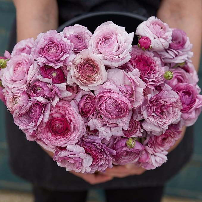 Eden Brothers Ranunculus Bulbs - Purple Jean