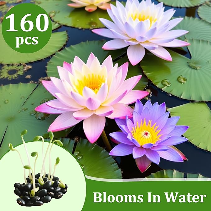 160Pcs Mixed Lotus Seeds for Planting in Water, Colorful Bowl Flower Seeds for Ponds, Bonsai, Indoor Water Gardens, Easy Grow Water Lily