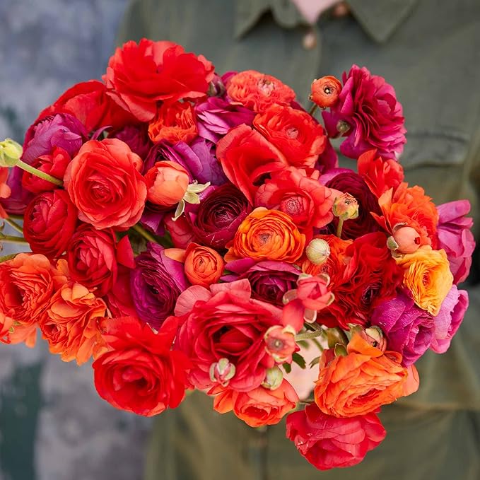Eden Brothers Ranunculus Bulbs - Cherry Pie Mix