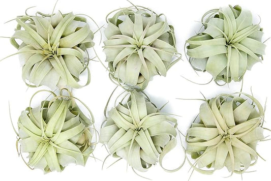 6 Pack Large Xerographica Air Plants 5 to 7 Inch Wide - Air Plants Live Tillandsia Succulent House Plants Holders- Available in Wholesale and Bulk Air Plant- Easy Care Indoor and Outdoor Plants