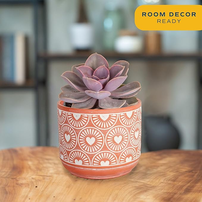 Costa Farms Echeveria, Succulent Live Plant in Decorative Pot, Succulent Indoor Houseplant, Perfect for Home, Room, or Office Decor, Great House Warming or Birthday Gift, 4-6 Inches Tall