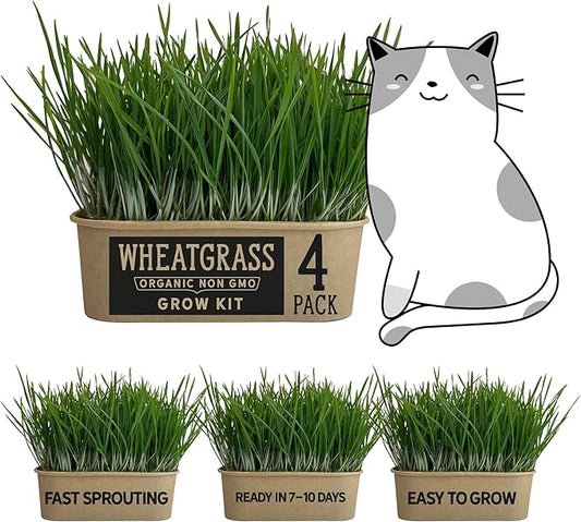Organic Wheatgrass Cat Grass Premium Grow Kit 4 Pack | 100 % Wheatgrass Seeds Non‑GMO Seeds for Cats & Humans