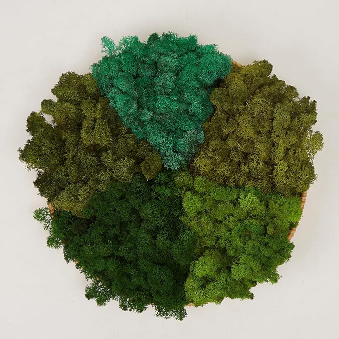 Preserved Reindeer Moss Natural Green DIY Kit Gardenning Art Wall Decor Florist Decor Easter Table Decor Wedding