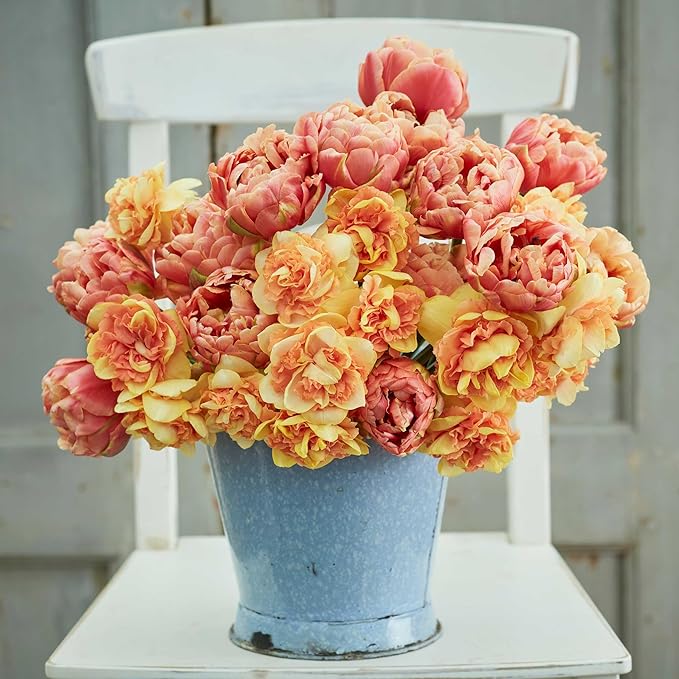 Eden Brothers Tulip & Daffodil Sun Kissed Mix