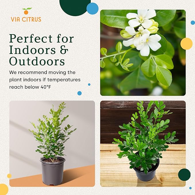 Orange Jasmine Plant Live, Delightful Live Plants Outdoor, Highly Fragrant Real Plants Outdoor, Jasmine Flower Plant, Aromatic Indoor Tree No Shipping to CA, AZ,TX,LA by Via Citrus
