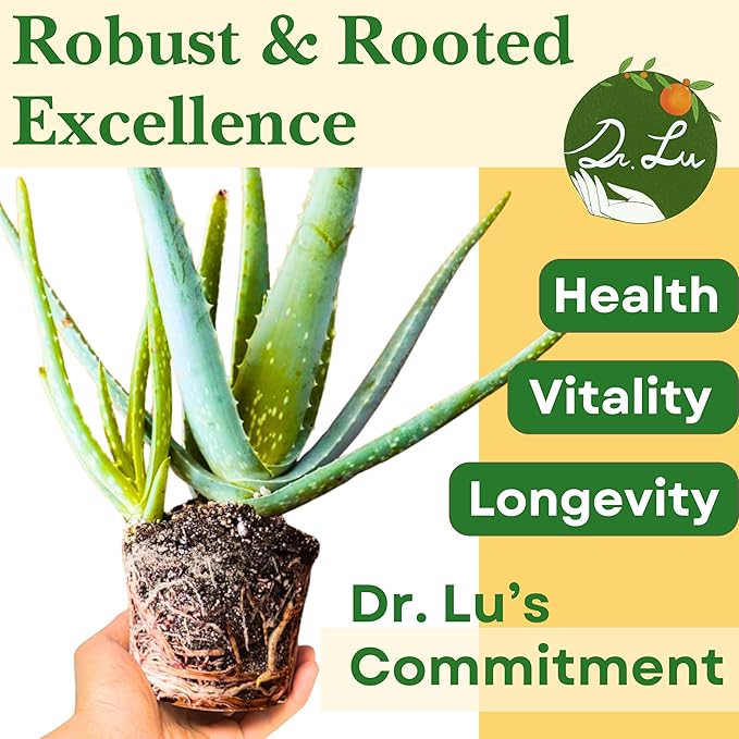 Dr. Lu’s Organic Aloe Vera Plant | Real Beautiful Aloe Plant | Live Succulents Plants | Rooted Natural Air Purifier in Soil | Easy Care House Plants in 5'' H x 4'' W Nursery Pot