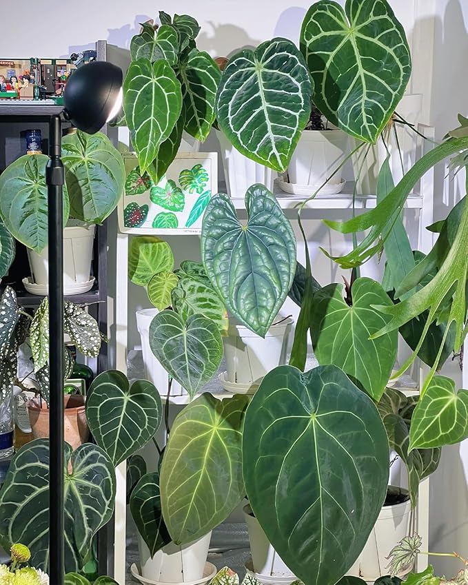 Standing Grow Light with Timer 4/8/12H, 20W Full Spectrum Vertical Grow Lights for Indoor Plant Growing, Wide Coverage, 5.24FT to 6.88FT Height Adjustable, Ideal for Large Tall Plants