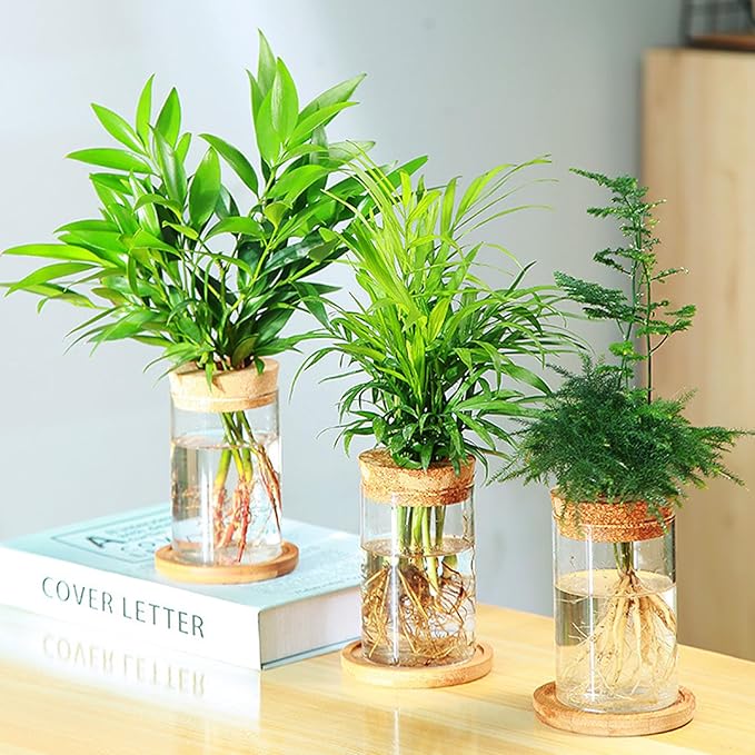 6 Pcs Plant Propagation Terrarium Glass Propagation Vase Containers with Cork and Wooden Saucer for Hydroponic Plants Tabletop Decoration Jars for Plants (2.56 x 4 Inch)