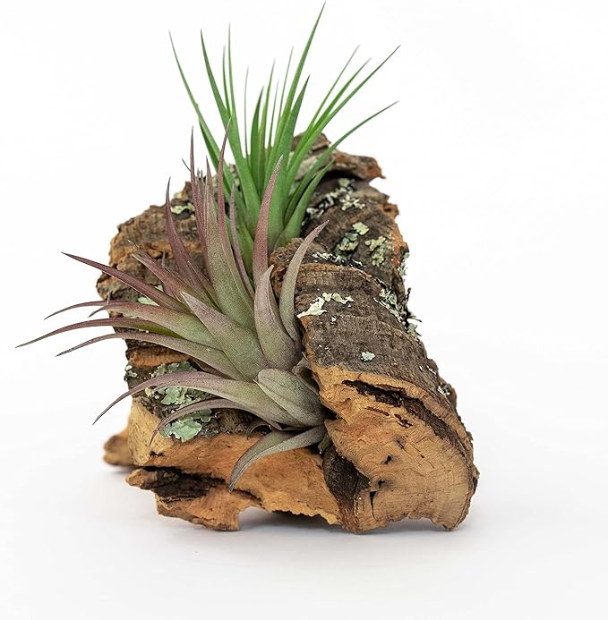 Small Natural Cork Bark DIY Kit with Three Assorted Air Plants, Glue and Hook- Live Tillandsia Succulent House Plant - Wholesale and Bulk- Home and Garden Decor-Easy Care Indoor and Outdoor Plants