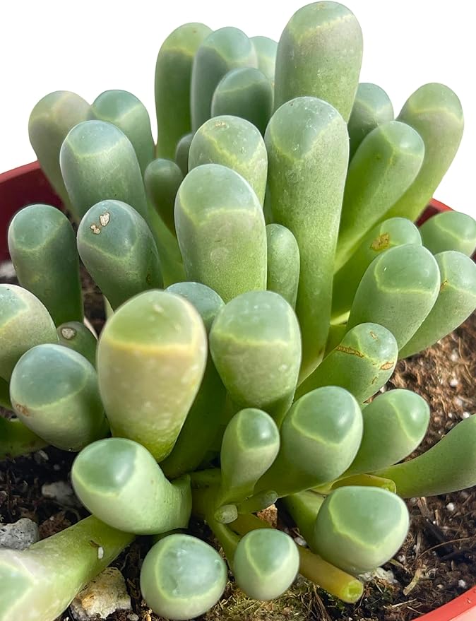 Live Succulent 4" "Baby Toes Fenestraria Rhopalophylla, Succulents Plants Live Fully Rooted House Plant for Home Office Decoration, DIY Projects by The Succulent Cult