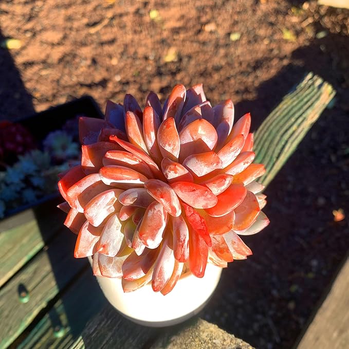 FWPP Succulent Plants Live Echeveria Orange Monroe,3-4 Head 3.5 inches Pink Mini Plants,Bare Root Without Pot Soil Live Plants,Wedding Garden Indoor House Baby Shower Decor Friend Plant Lover Gift