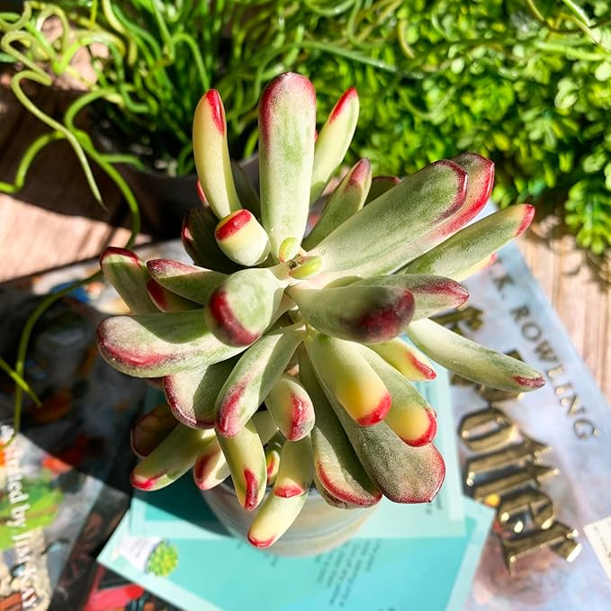 Cotyledon Orbiculata cv. Long Leaf Variegated Rare Live Succulent Plants, 3", Bare Root Without Pot & Soil, Garden Indoor Office Desk Baby Shower Decoration, Friend Plant Lovers Gifts