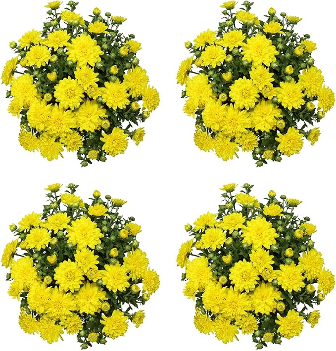 Altman Plants Yellow Chrysanthemum Plants Live Mums Plant (4PK) in 1 Quart Pots, Outside Garden Flowers for Fall, Outdoor Flowering Hardy Mum Outdoor Plant Pack, Easy Care