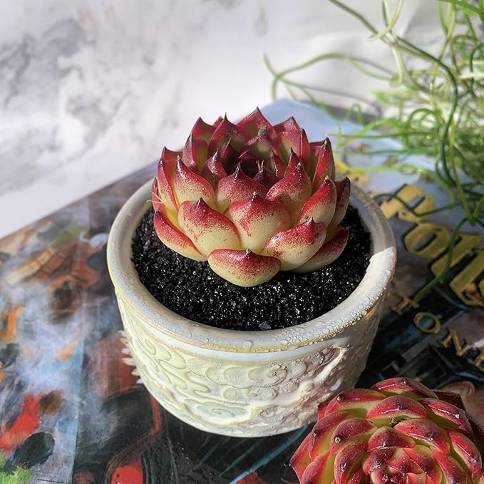 Echeveria Moon Stone Rare Live Succulent Plants, 1 Head 2.5" Bare Root Without Pot & Soil, Garden Indoor Office Desk Baby Shower Decoration, Friend Plant Lovers Gifts