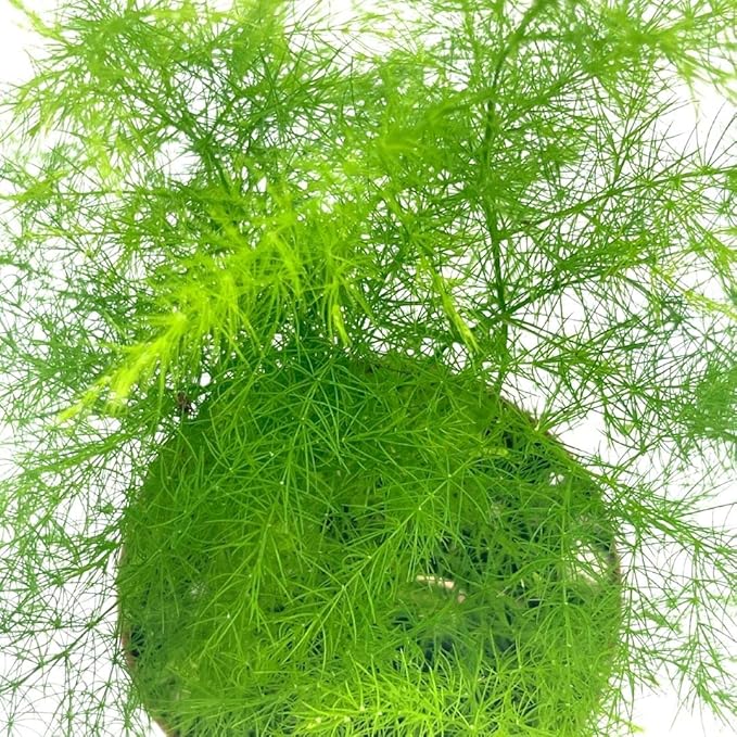 BubbleBlooms Asparagus Fern, Asparagus setaceus, Feathery Soft Tiny Leaf Plant, Live in a 2 inch Pot by BubbleBlooms