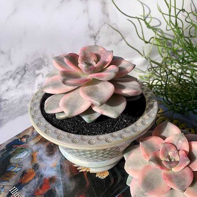 Graptopetalum Snow White Rare Live Succulent Plants, Variegated 2.5" Bare Root Without Pot & Soil, Garden Indoor Office Desk Baby Shower Decoration, Friend Plant Lovers Gifts
