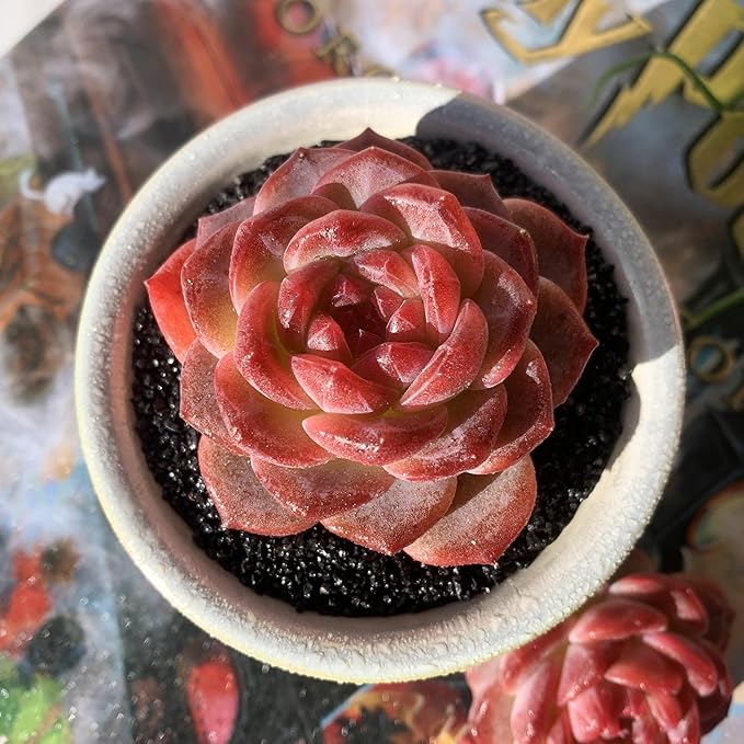 Echeveria Snow Lotus Rare Live Succulent Plants, 1 Head 2.5" Bare Root Without Pot & Soil, Garden Indoor Office Desk Baby Shower Decoration, Friend Plant Lovers Gifts