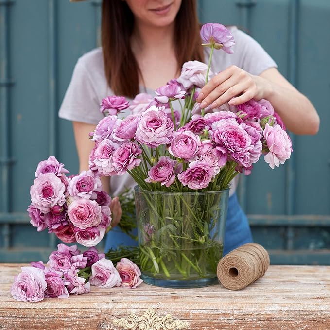 Eden Brothers Ranunculus Bulbs - Purple Jean