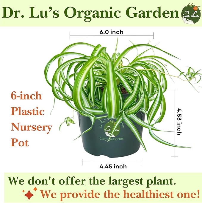Dr. Lu’s Organic Bonnie Curly Spider Plant | Air Purifying House Plants | Rooted Spider Plant | Easy Grow Indoor Plants | Live Plants in 6'' Nursery Pot
