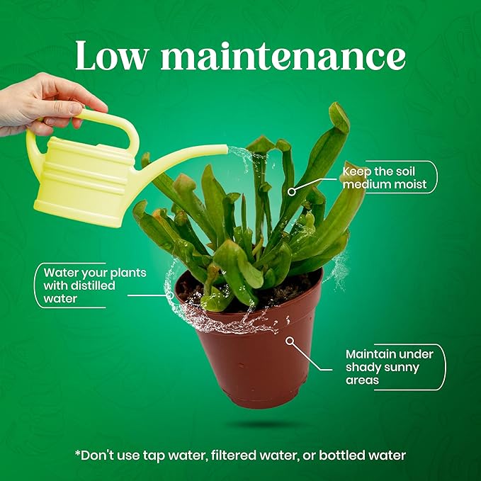 BubbleBlooms Carnivorous Plant Assortment Set, 5 Live Different Plants in 2 inch Pots