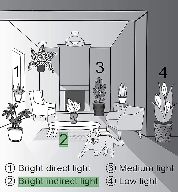 Thorsen's Greenhouse Lemon Lime Prayer Plant, Live Indoor Plant, Pet Friendly, Attractive Houseplant, Lemon Maranta, Natural Air Purifier, Easy to Grow, 4" Diameter Pot (Terra Cotta)
