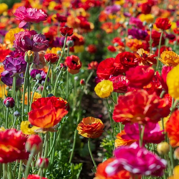 Ranunculus Bulbs - Passion Mix - 40 Bulbs - Mixed Flower Bulbs, Corm Attracts Bees, Attracts Pollinators, Easy to Maintain & Grow, Fragrant, Container Garden