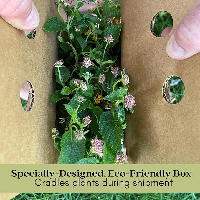 Clovers Garden Mosquito Trio Nine (9) Mosquito Repellent Live Plants – Non-GMO - Each 4" to 8" Tall – in 4" Inch Pots - Includes Citronella Geranium, Lemongrass, Lantana Plants (3 of Each)