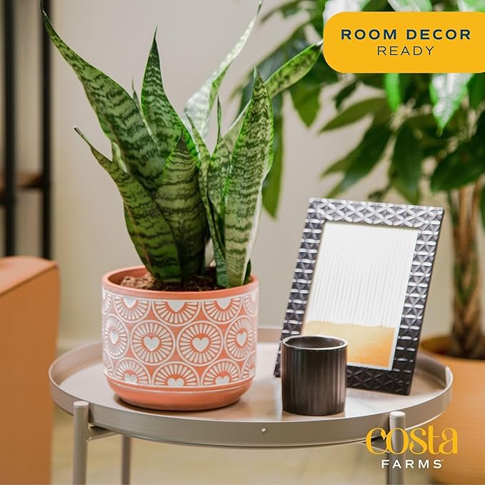 Costa Farms Live Indoor Snake Plant, Easy to Grow Mother in Laws Tongue, Sansevieria Houseplant, in Flower Pot Planter for Room and Home Décor, Housewarming, 8-Inches Tall