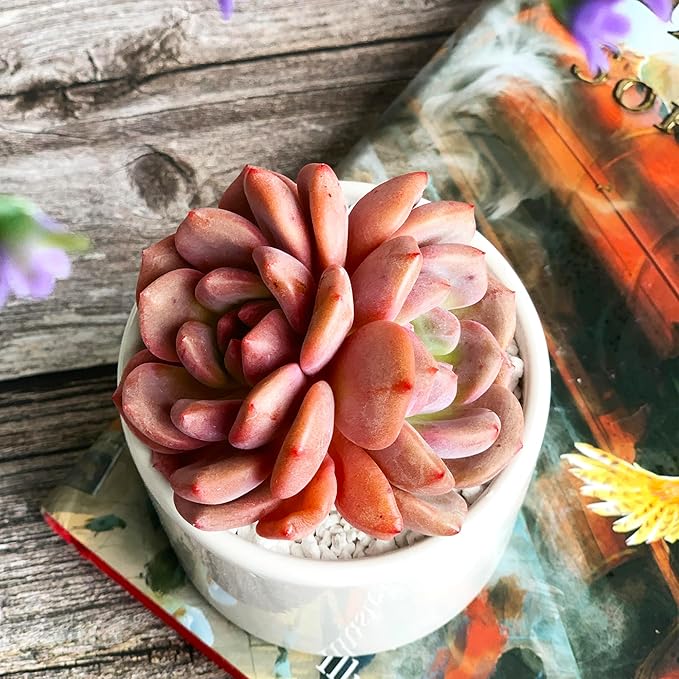 Generic Echeveria Ariel Rare Live Succulent Plants, 2 Heads 3"" Red, Bare Root Without Pot & Soil, 1/3/7 Pcs, Garden Indoor Office Desk Baby Shower Decoration, Friend Plant Lovers Gifts