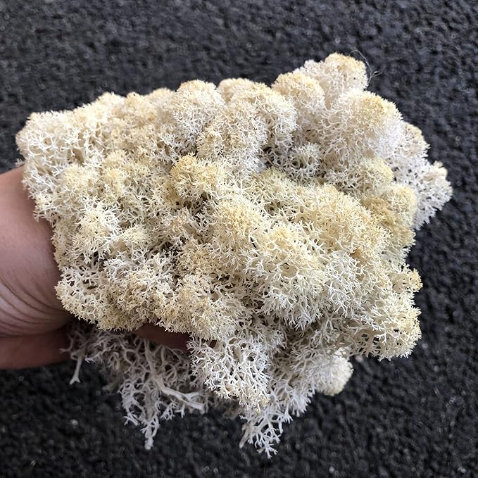 Preserved Reindeer Moss Natural Green DIY Kit Gardenning Art Wall Decor Florist Decor Easter Table Decor Wedding