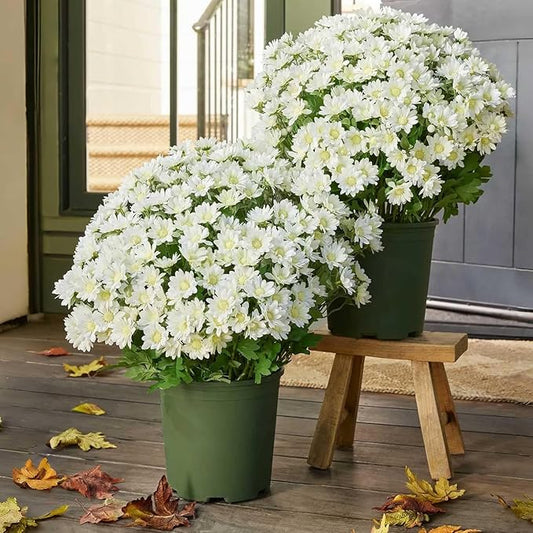 Funsdecor Mums, Artificial Sunset Mums, Artificial Outdoor Sunset Mums Flowers - UV Resistant, Waterproof, Windproof, Fake Fall Flower Daisy with Eucalyptus, Look Real, Full, Vibrant (5 Bundle White)