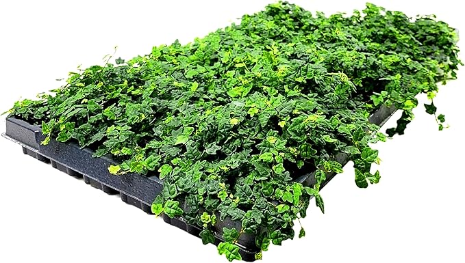 Ficus Pumila Quercifolia | 30 Live Plants | Oak Leaf Creeping Fig, Easy-Care Indoor/Outdoor Trailing Vine Plant, Perfect for Walls and Ground Cover