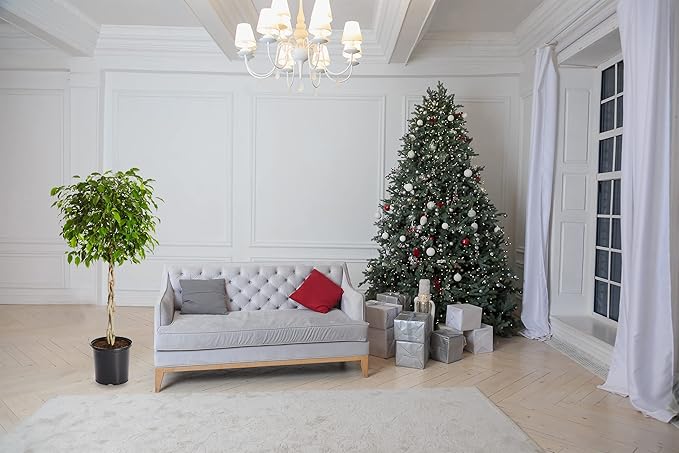 Brighter Blooms - Braided Benjamina Ficus Tree, 3-4 ft. - Live Plant - No Shipping to AZ, OR