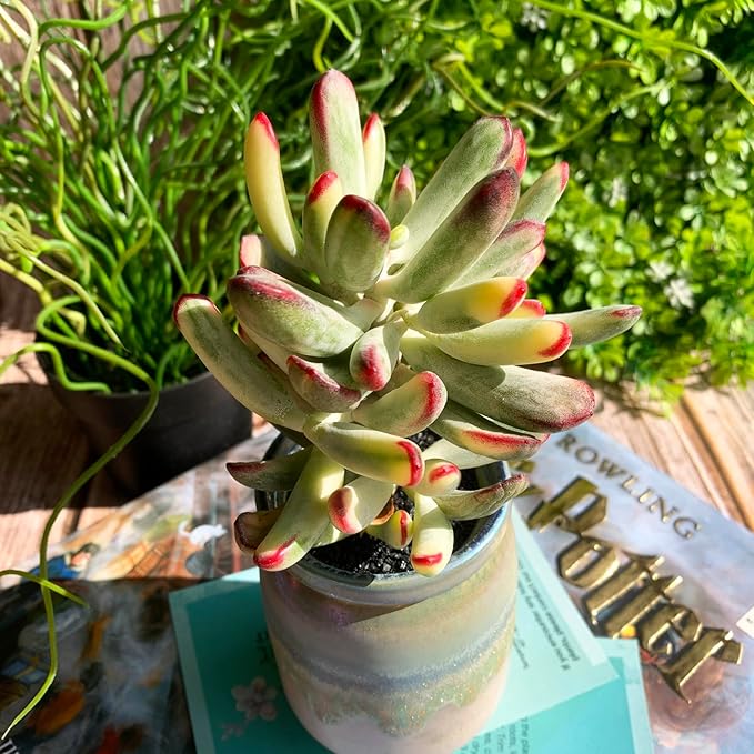 Cotyledon Orbiculata cv. Long Leaf Variegated Rare Live Succulent Plants, 3", Bare Root Without Pot & Soil, Garden Indoor Office Desk Baby Shower Decoration, Friend Plant Lovers Gifts