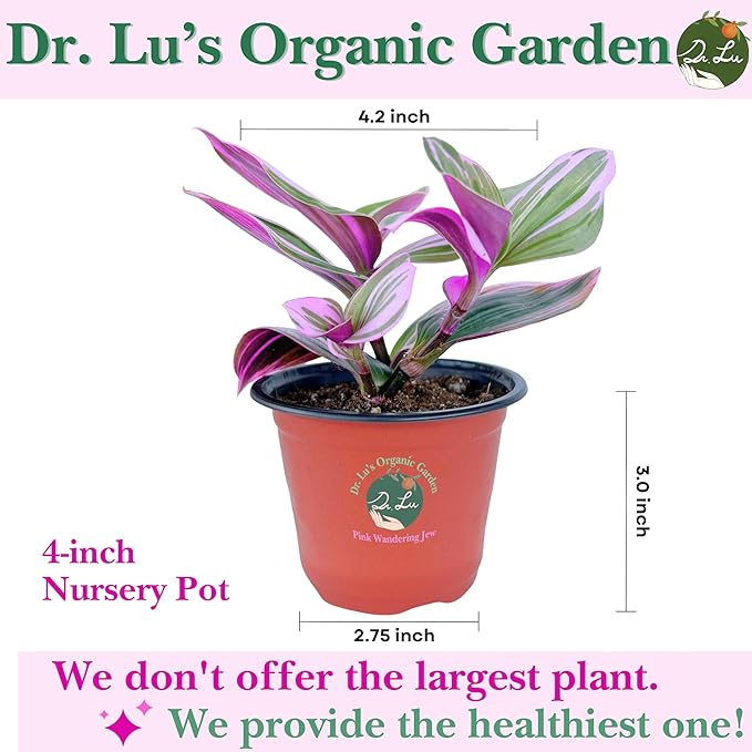 Dr. Lu’s Organic Pink Wandering Jew Live Plant | Rare Tradescantia Nanouk | Rooted House Plants | Easy Grow Indoor Plants | 4'' Nursery Pot