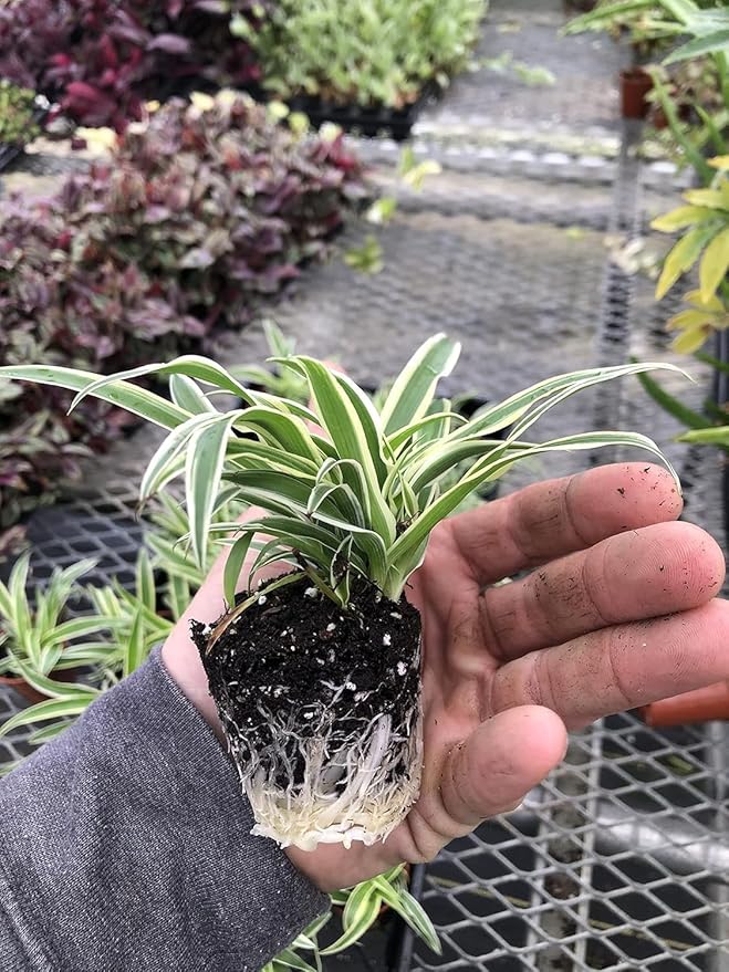 3 Pack Airplane Spider Plant – Live Indoor Houseplant | Air-Purifying, Low Maintenance, Thrives in Home & Office | Live Plants Indoor, Variegated Houseplant